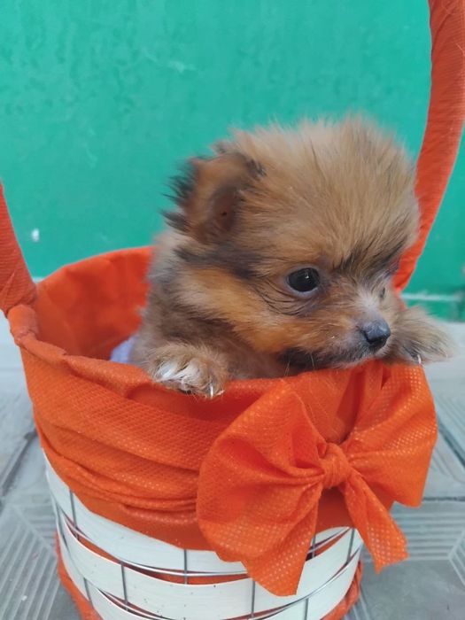 Продаётся мини йорк щенки 2 месяца торг уместен