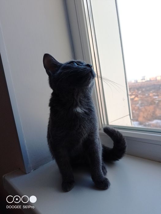 Отдам котенка британец