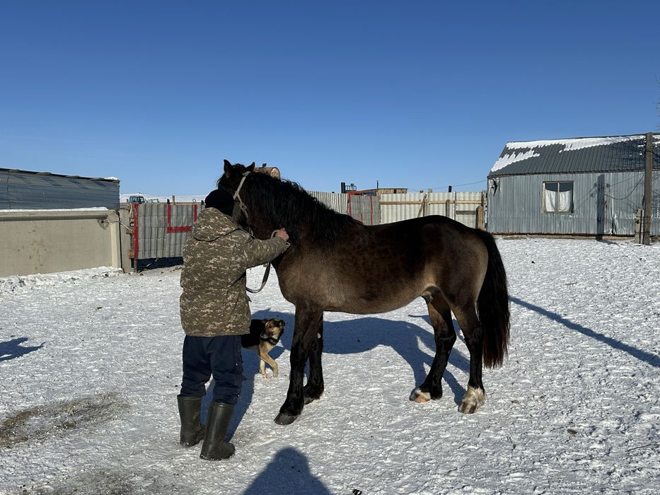 Продам жеребца тяжеловоз
