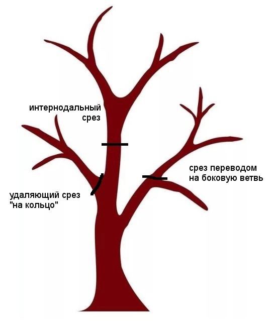 Спил дерево по городу Усть-Каменогорск