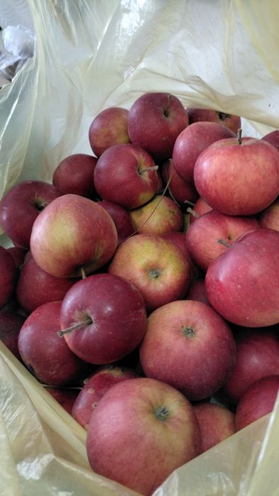 Саженцы яблони и груши