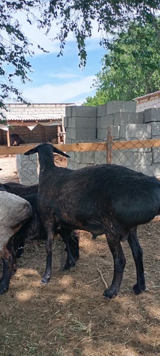 2 жасар кошкар сатылады
