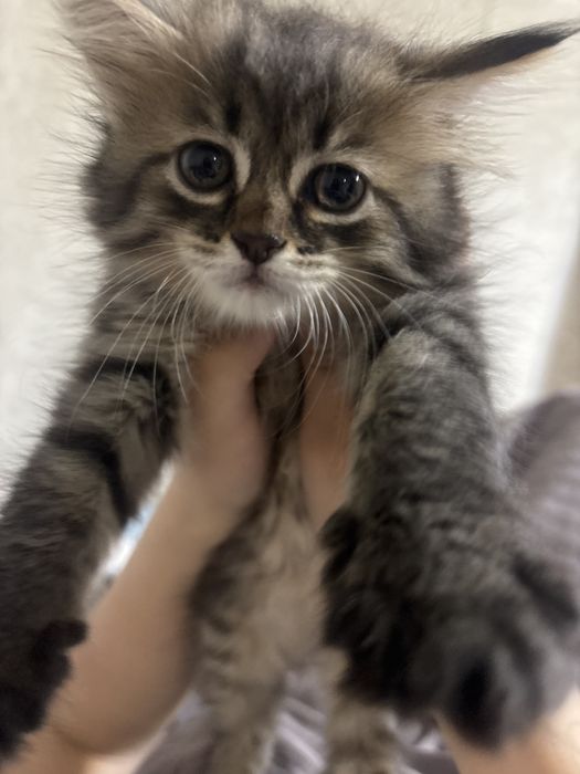раздаем котят бесплатно