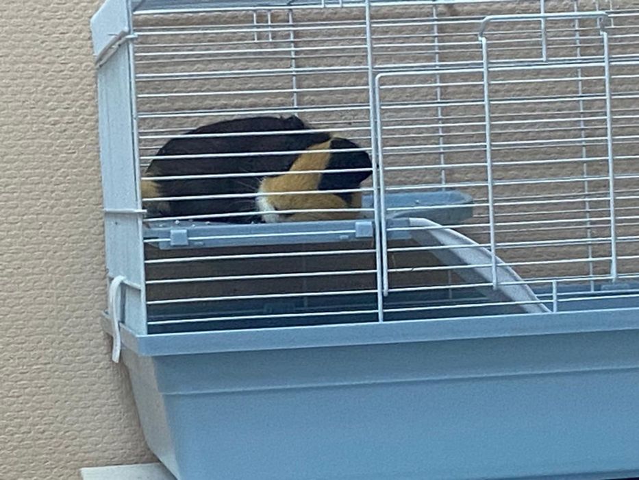 Морская свинка с клеткой