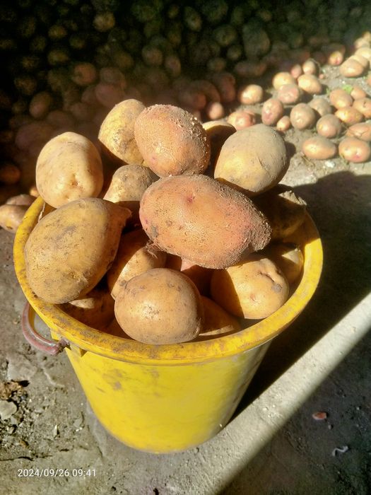 Продам , домашние заготовки