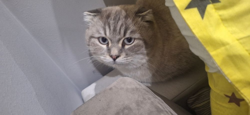 Ищу дом для котика