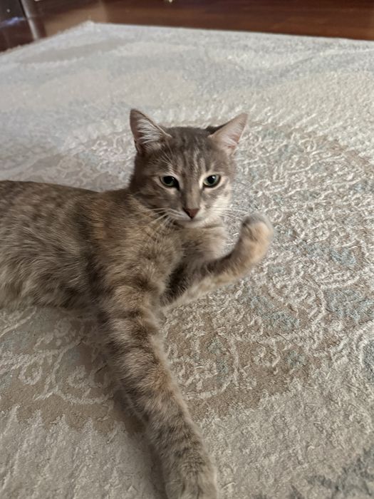 2 котенка/ 1,5 месяца мал/дев