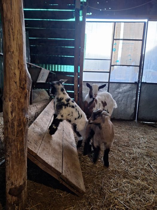 Vând capre cu iezii