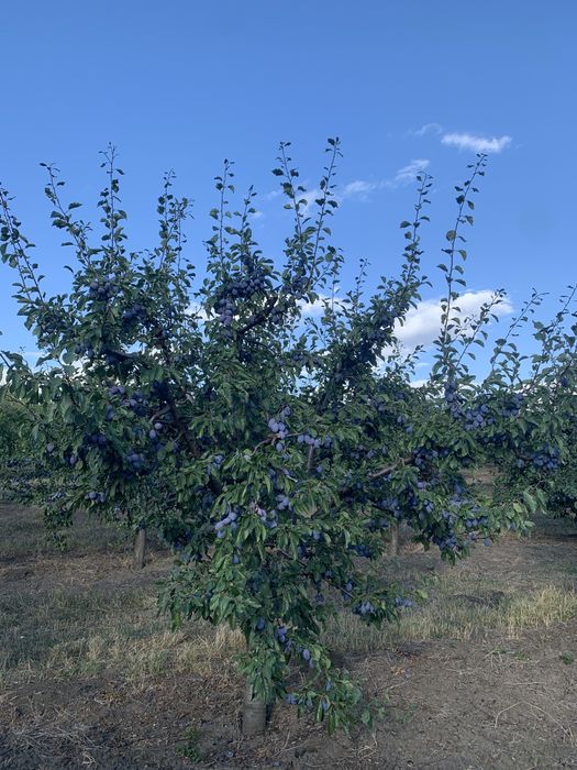 Vand prune pentru tuica/consum