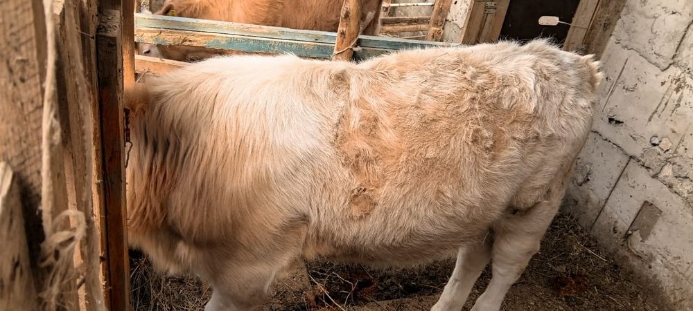 Еркек бұзау бычок