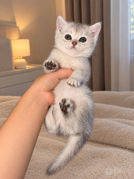 British shorthair