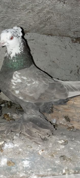 Голуби    Алматы