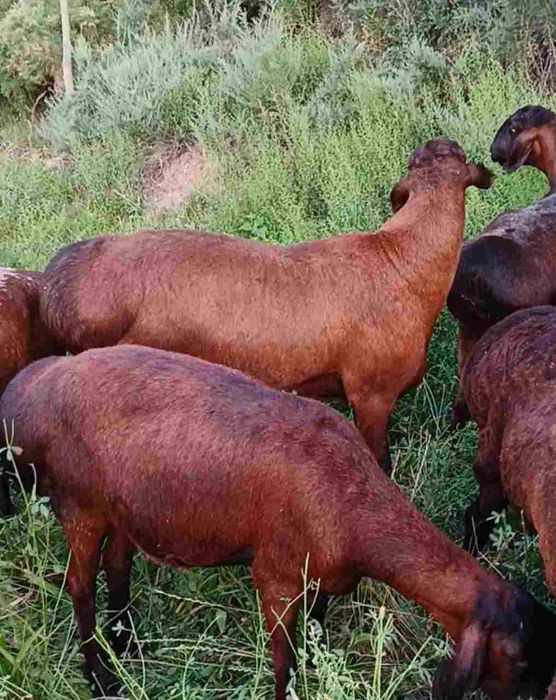 Investor kerak chorvachilika