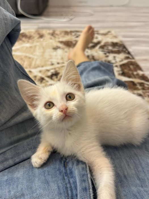 Котенок 1,5 мес, белая