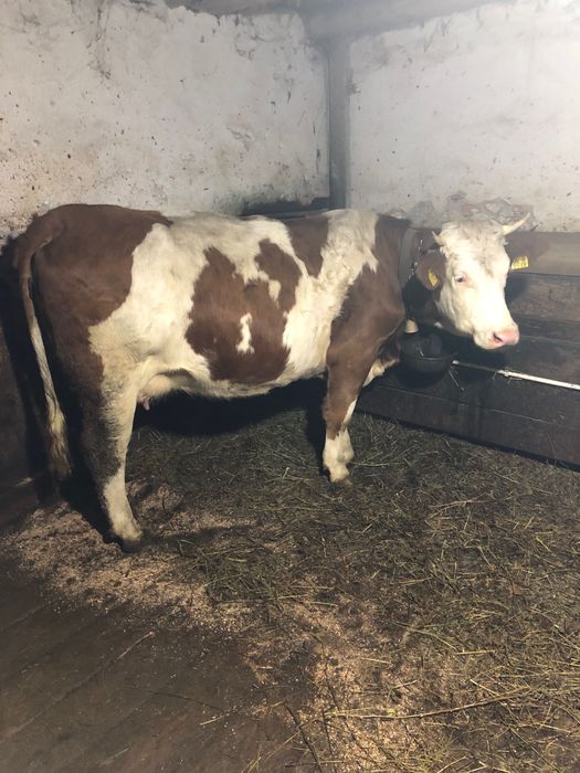 Vând 2 vaci cu vitei