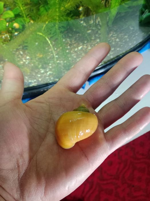 Ампулярии улитки крупные