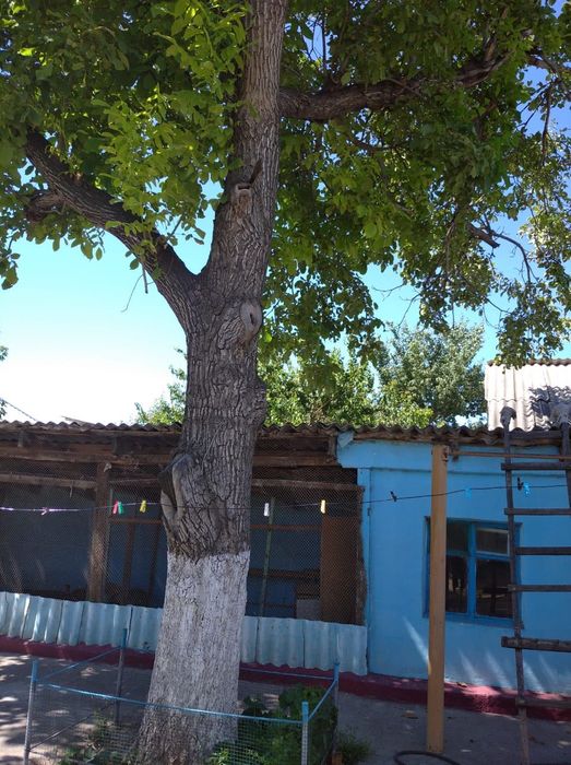 Дерево орех грецкий