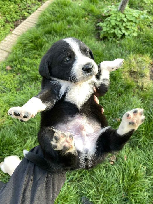 Кученца кохер шпаньол