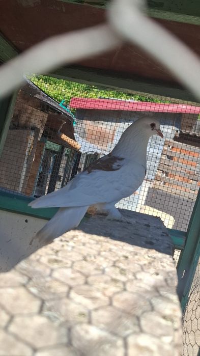 Salut vănd porumbei diferite rase