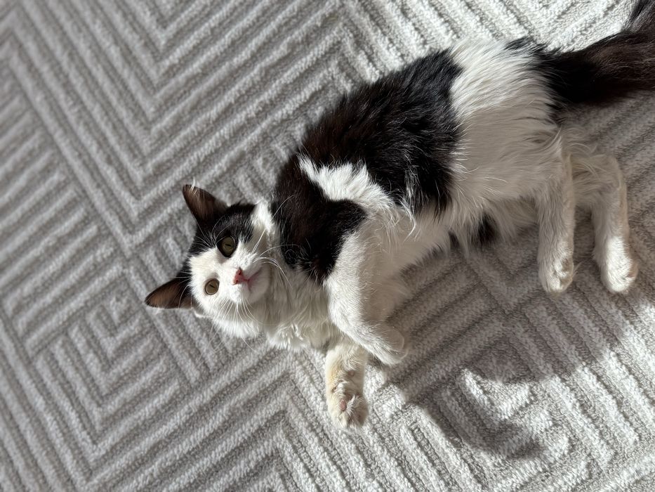 Котик в добрые руки