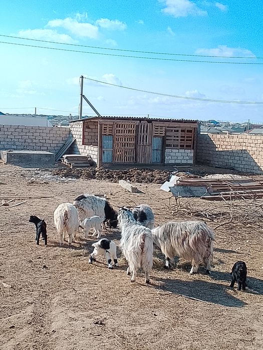 Лақты ешкі сатылады