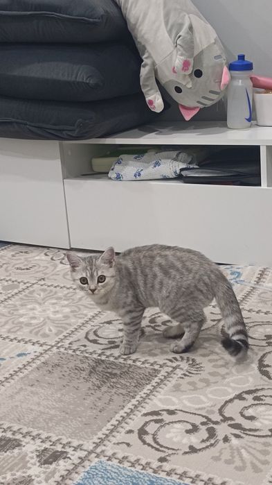 Продам породистого котёнка