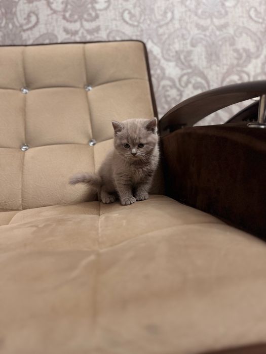 Девочка скоттиш страйт продается срочно