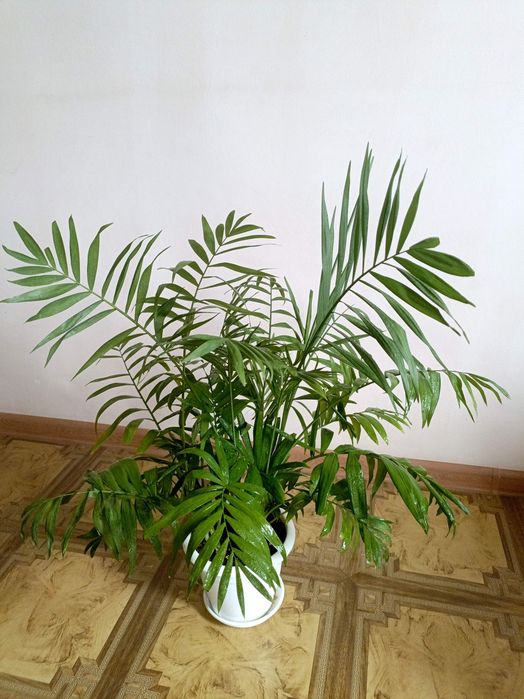 Продам домашние цветы