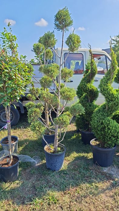 Plante naturale din pepeniera