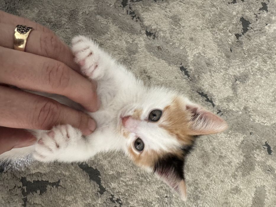 Отдам кошечку  в хорошие руки