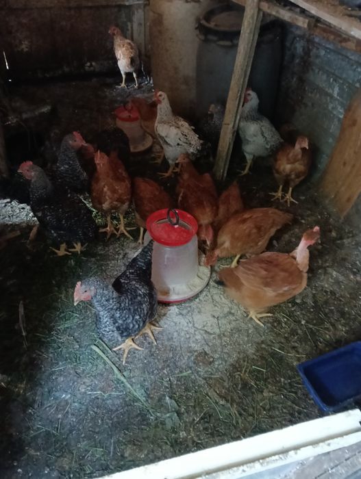 Păsări  cocosi   3.0 kg