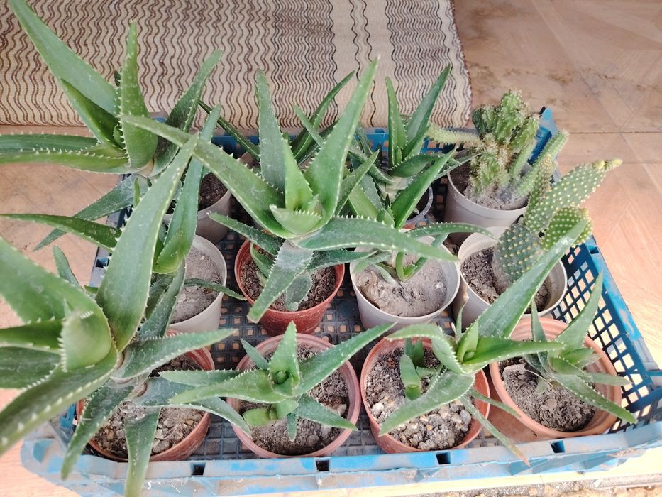 Цветя кактуси, дървото на живота