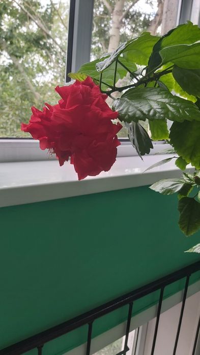 Роза цветок комнатный