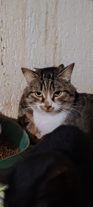 Шикарный молодой кот