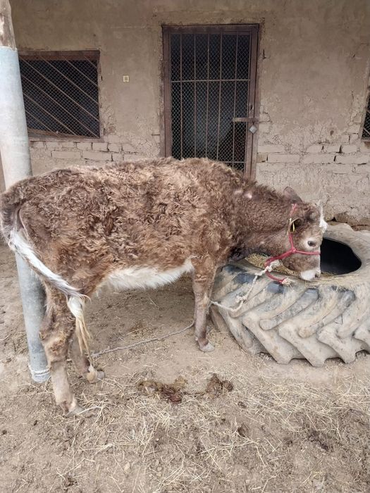 Таналар сатылады иииииииииииии