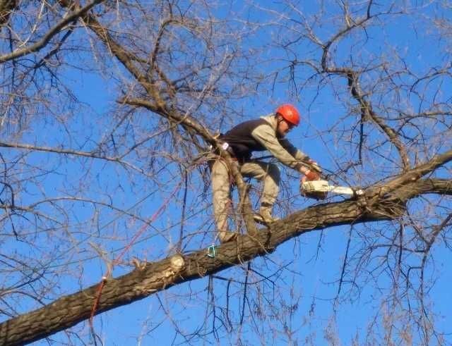 Пилим деревья профессионально