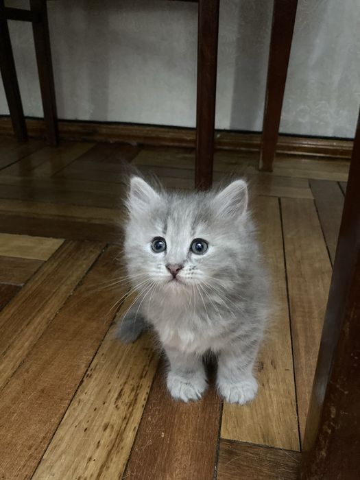 Очаровательные пушистые котята ищут любящий дом