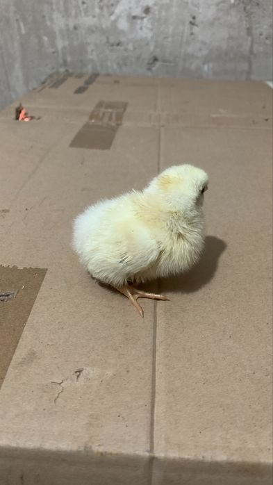 Серебристый Адлер жужалари сотилади