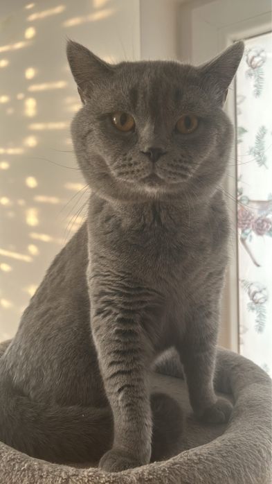 Британска късокосместа