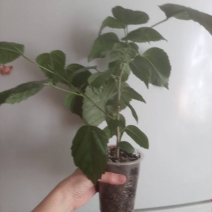 Роза    китайская