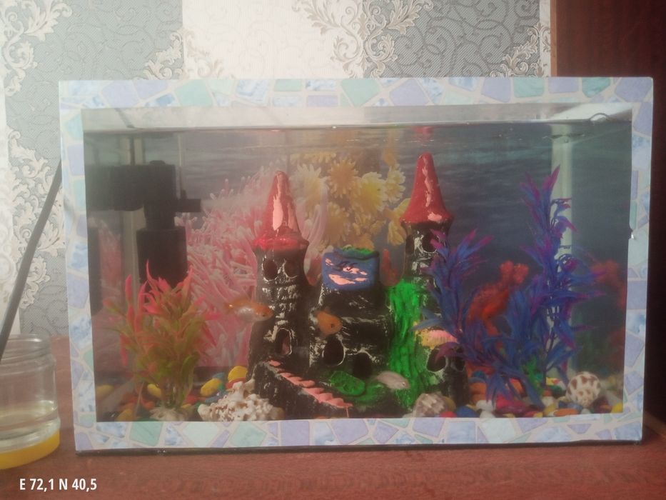 Akvaryum sotiladi baliqlari bn srochna