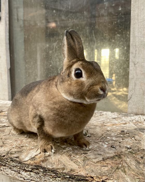 Iepuri rex pitic si castor rex pitic