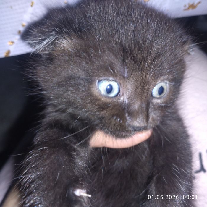 Продам веслоухих котят