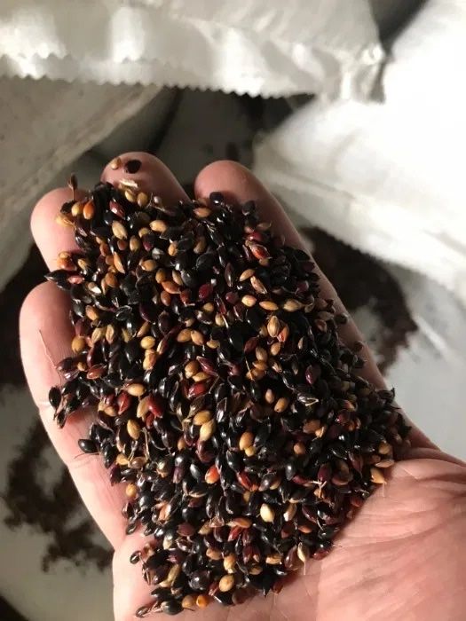 Суданка семена Кинельская 101