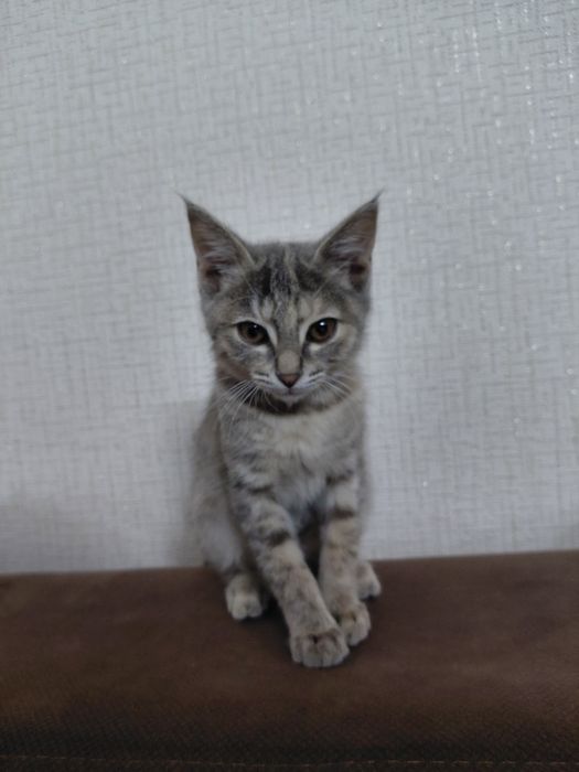 4 месячная кошка