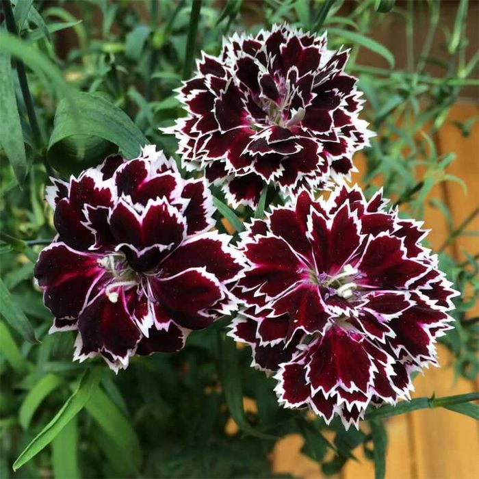 Студоустойчиви  многогодишни цветя