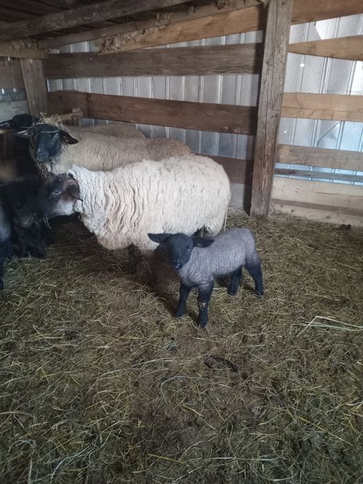 Vând oi Suffolk și un berbec