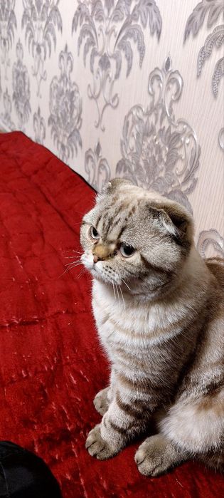 Scottish fold zoti
