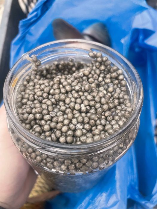 Icre.negre Caviar - delicatese