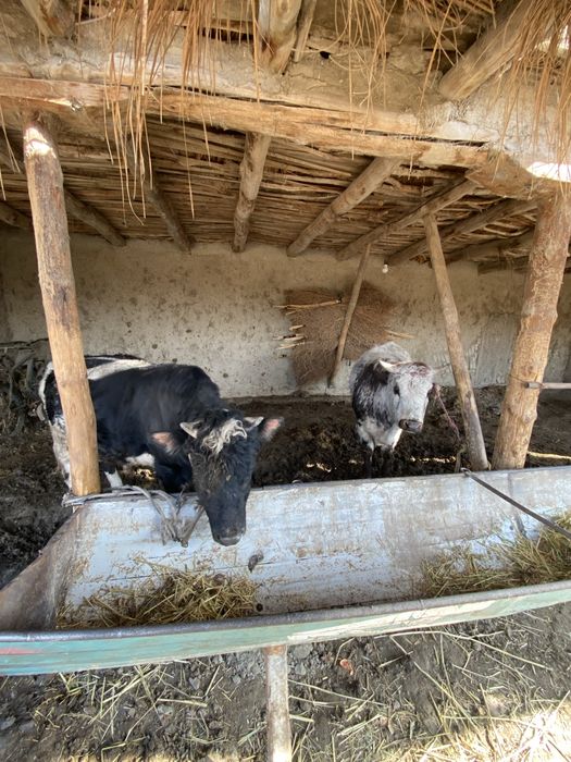 Buqa sotiladi srochna